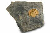 Orange Trinucleid Trilobite (Declivolithus) - Mecissi, Morocco #372366-1